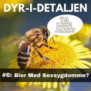# 6 Bier Med Sexsygdomme?