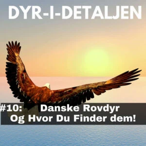 #10 Danske Rovdyr Og Hvor Du Finder Dem!