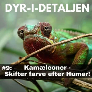 #9 Kamæleoner – Skifter Farve Efter Humør
