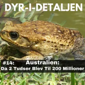 #14 Australien – Da 2 Tudser blev til 200 Millioner