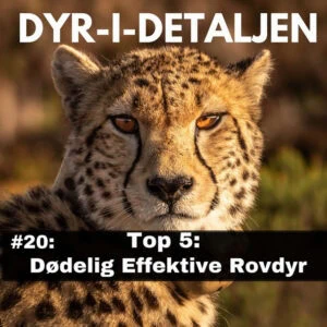 # 20: Top 5 – Dødeligt Effektive Rovdyr