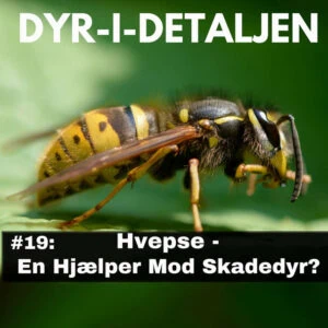 #19: Hvepse – En Hjælper Mod Skadedyr?