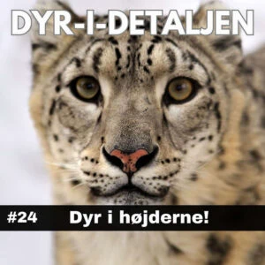 #24 Dyr i Højderne