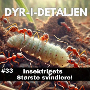 #33 Insektrigets Største Svindlere!