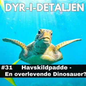 #31 Havskildpadde – En Overlevende Dinosaur?