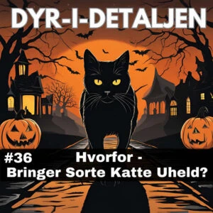 #36 Hvorfor Bringer Sorte Katte Uheld?