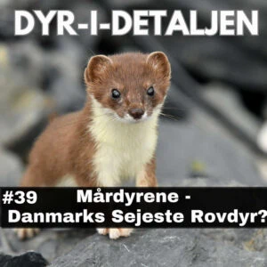 #39 Mårdyrene – Danmarks Sejeste Rovdyr?