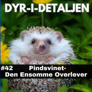 #42 Pindsvinet – Den Ensomme Overlever