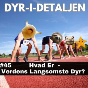 #45 Hvad er Verdens  Langsomste Dyr?