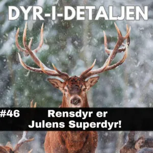 #46  Rensdyr Er Julens Superdyr!