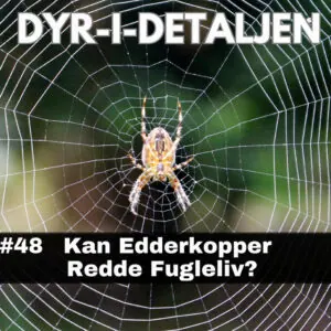 #48 Kan Edderkopper Redde Fugleliv?