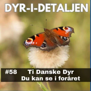 #58 Ti Danske Dyr Du Kan Se i Foråret!