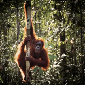 Orangutangens liv og fremtid – Interview Med Red Orangutangen